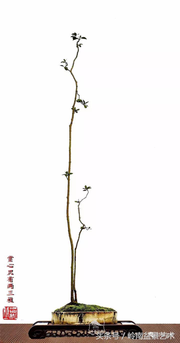 双杆罗汉松树盆景造型,双斜杆盆景