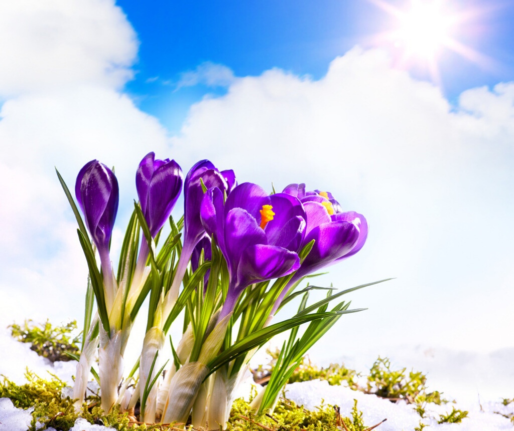 形容春天的美好景象的成语,春天的成语100个简单