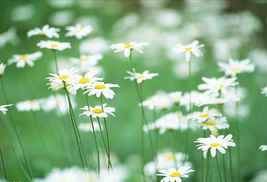 形容春天的美好景象的成语,春天的成语100个简单