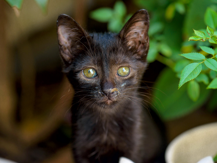 猫鼻支的早期症状和表现,猫鼻支没鼻涕眼睛发炎