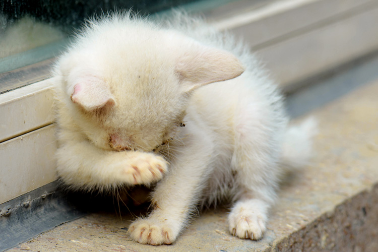 猫鼻支的早期症状和表现,猫鼻支没鼻涕眼睛发炎