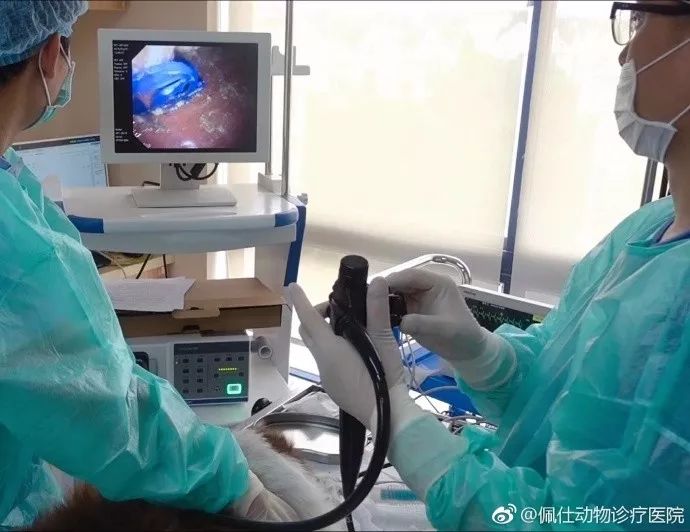 边牧护食被其他狗咬,边牧误食葡萄皮