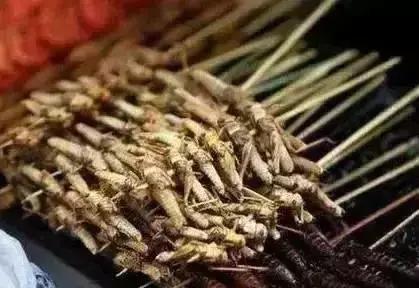 一晚能挣300元的产品,一晚能赚上万元红虫