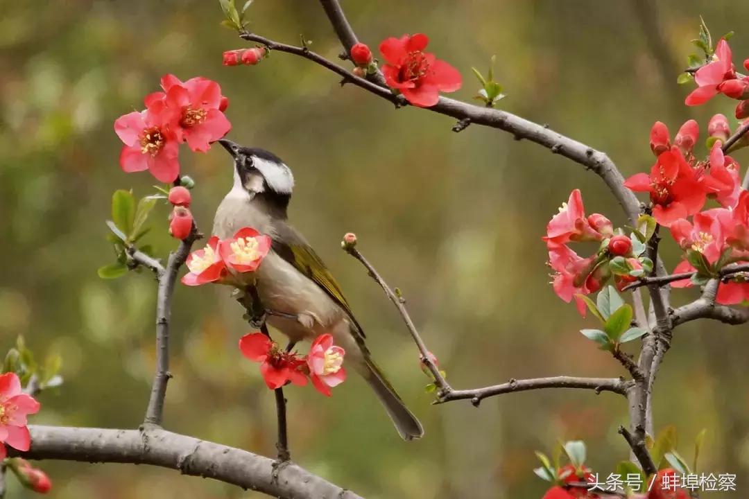 开在诗词里的20种花，朵朵诗意盈香