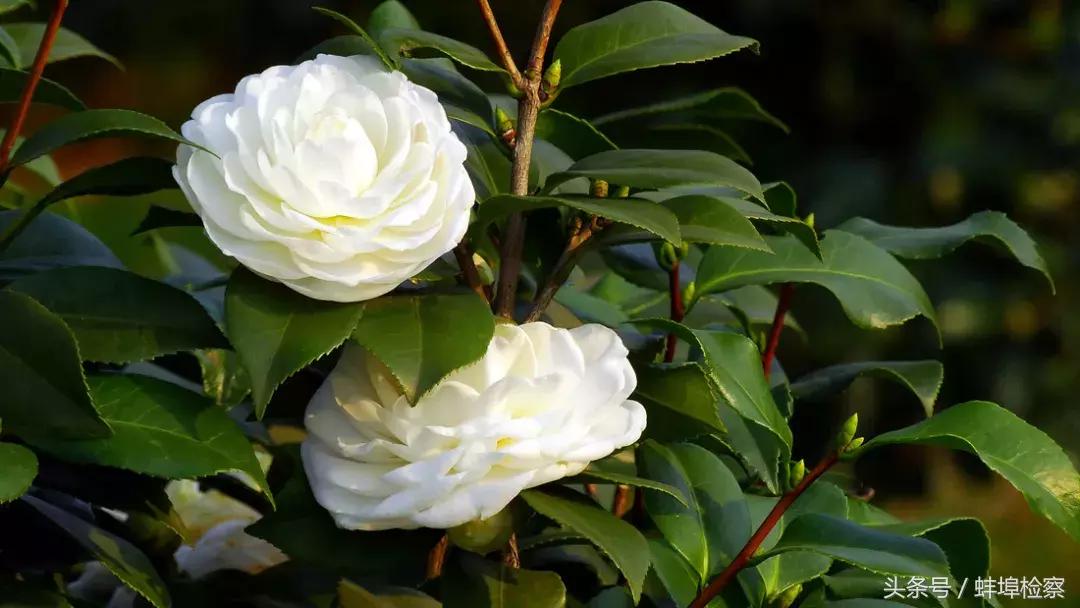 开在诗词里的20种花，朵朵诗意盈香