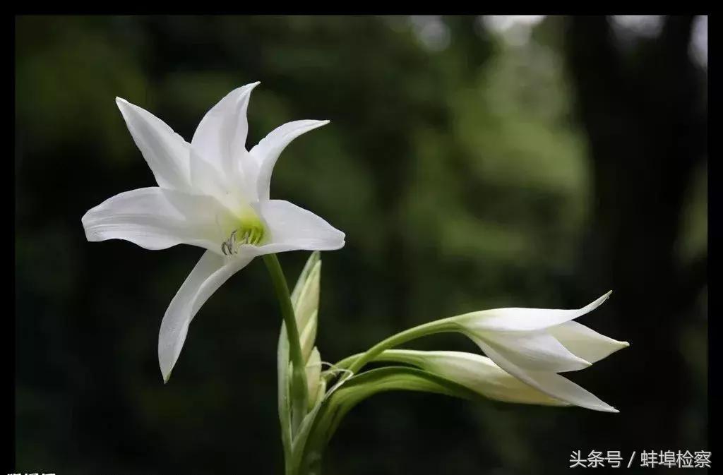 开在诗词里的20种花，朵朵诗意盈香