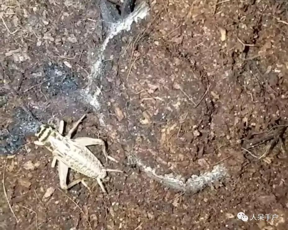 你说蜘蛛侠,蜘蛛侠的蜘蛛丝里有什么