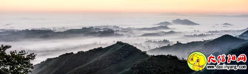 信阳九峰茶业有限公司,信阳曾静