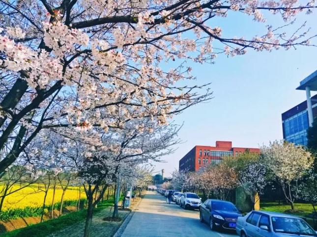 樱花装饰,樱花装饰墙壁