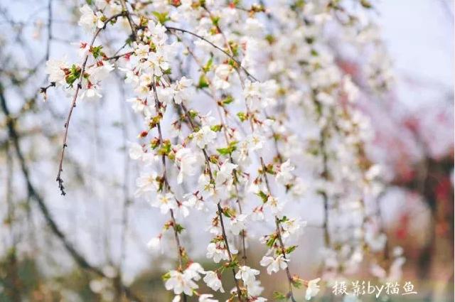 樱花装饰,樱花装饰墙壁