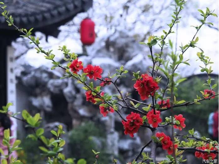 江浙寻花事,东南dx3自驾游