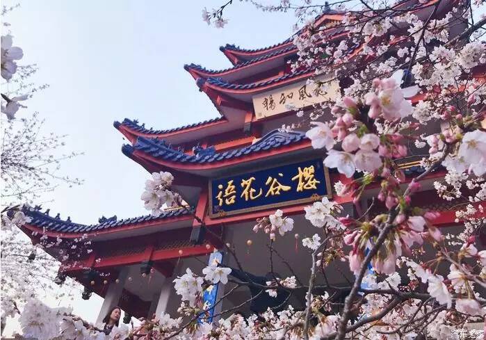 江浙寻花事,东南dx3自驾游