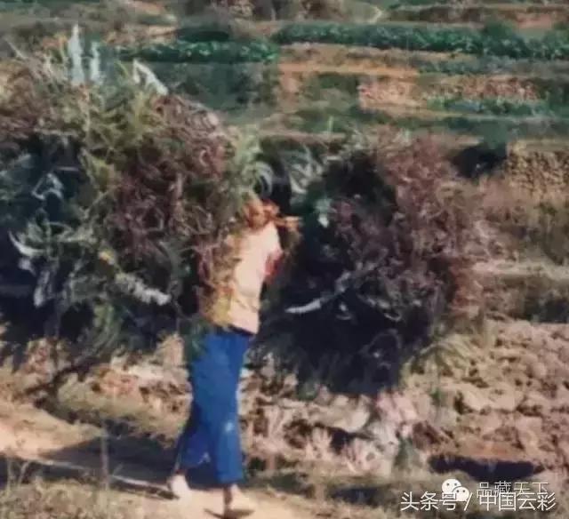 铁芒萁做菜,铁芒萁如何食用