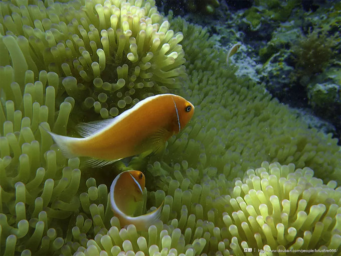 帕劳水下摄影最佳时间,帕劳海上旅游攻略