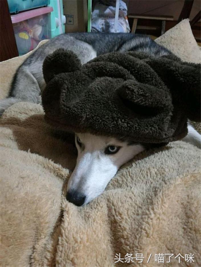 捡来一只哈士奇来养,在狗市用最低价买到哈士奇可以吗