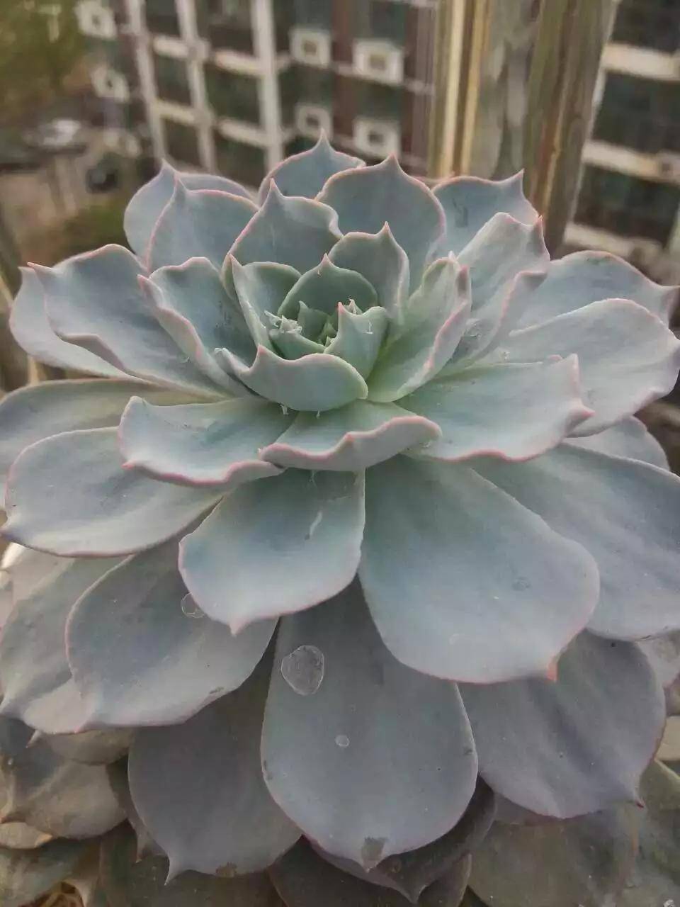 蓝石莲简介,第一美人殉情