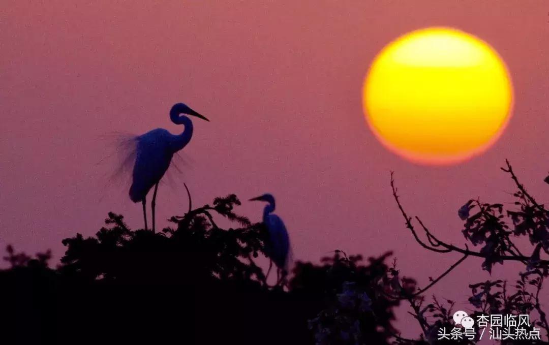 莲下这里竟藏了个神奇的“候鸟客栈”！好多人还不知道……