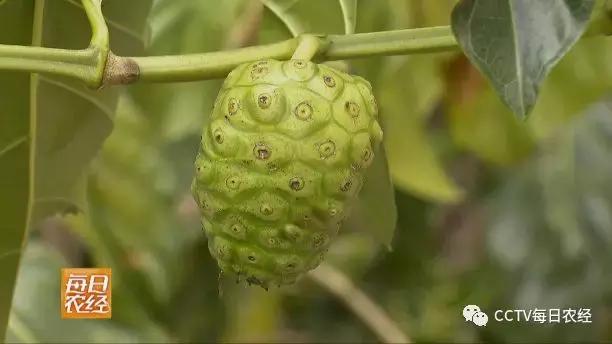 又酸又苦的热带水果,超级酸的热带水果