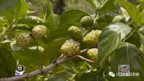 又酸又苦的热带水果,超级酸的热带水果