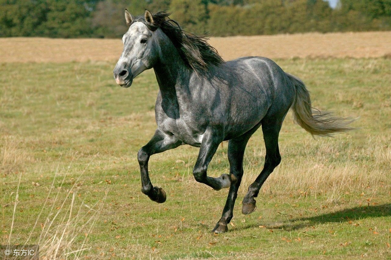 生肖马5月份有良好的运势,属相马5月运势2021年