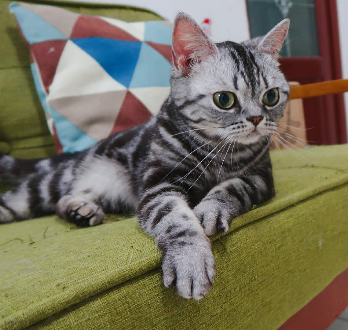 猫咪平时高冷突然变黏人是为什么,猫咪高冷不粘人怎么办