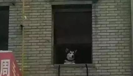 啊，春天~狗狗的交配全指南！