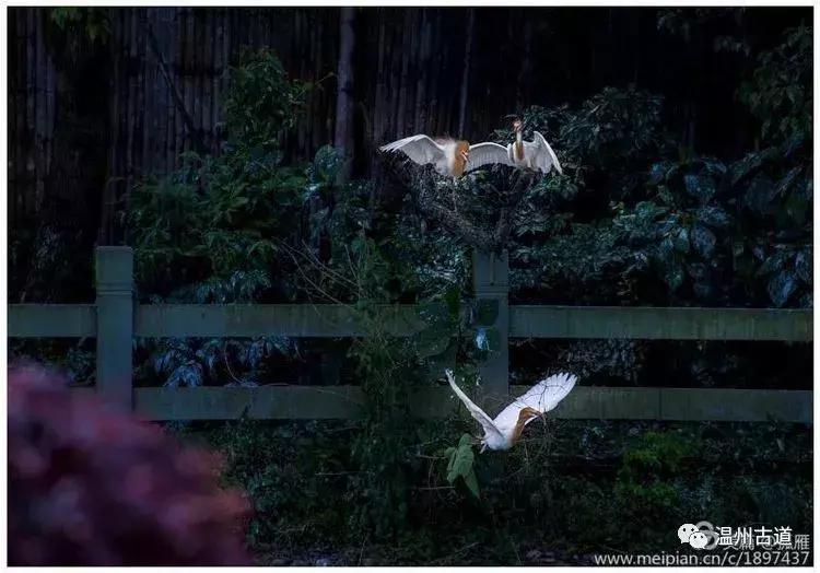 瑞安“千岛湖”，美丽水乡石垟湖