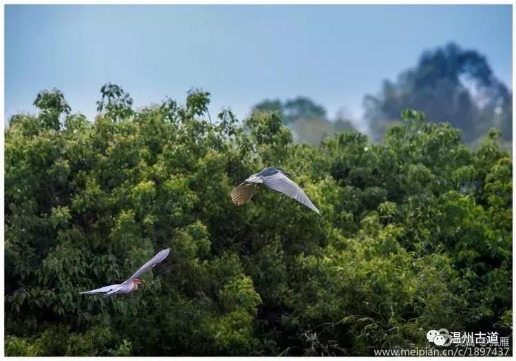 瑞安“千岛湖”，美丽水乡石垟湖
