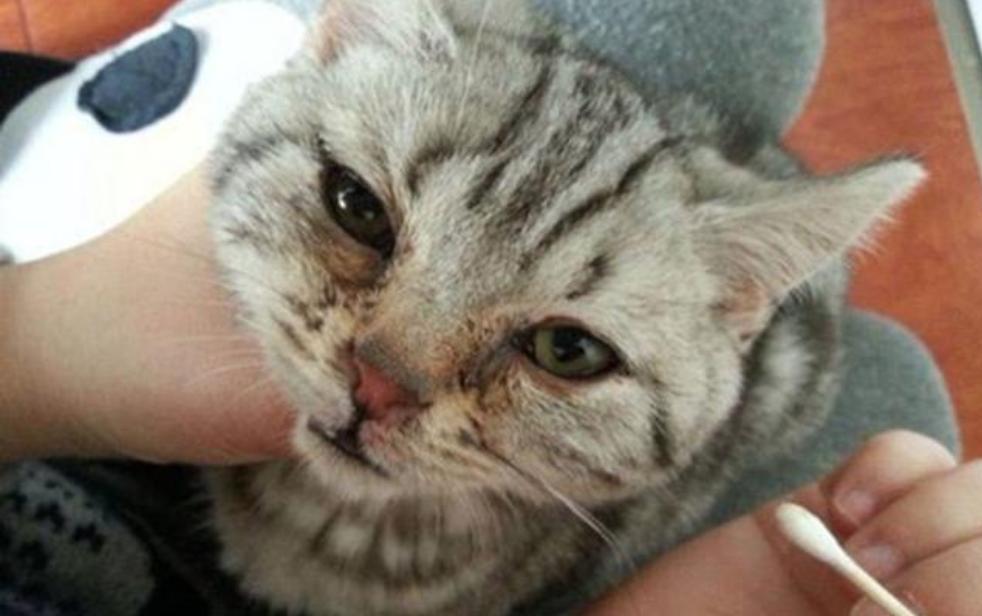 不知道为什么，家里的猫咪总是流眼泪，有什么好的办法解决吗？