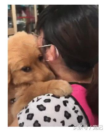 金毛被老姨强行亲,主人吻了金毛一下金毛反应