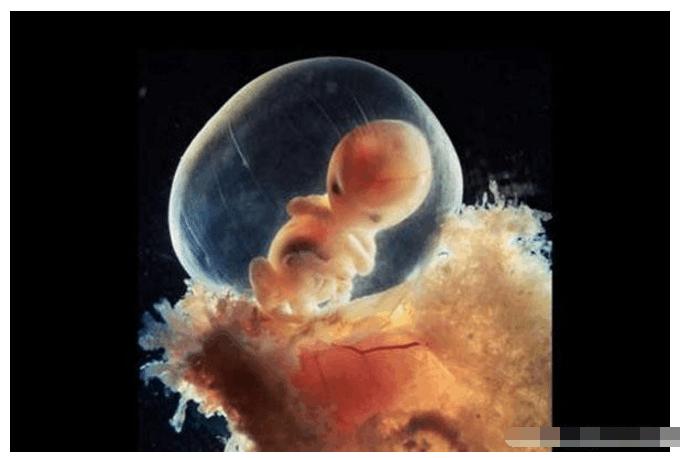 胎心胎芽是什么时候出现的胎心胎芽出现时间