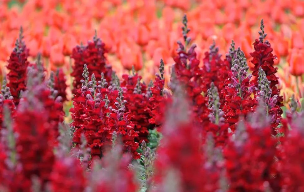 五一来云丘山赴一场花海之约,五一赴一场汉服踏青之约