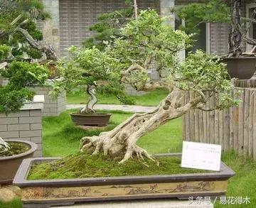 九里香为什么大量掉叶,九里香掉枝掉叶怎么急救