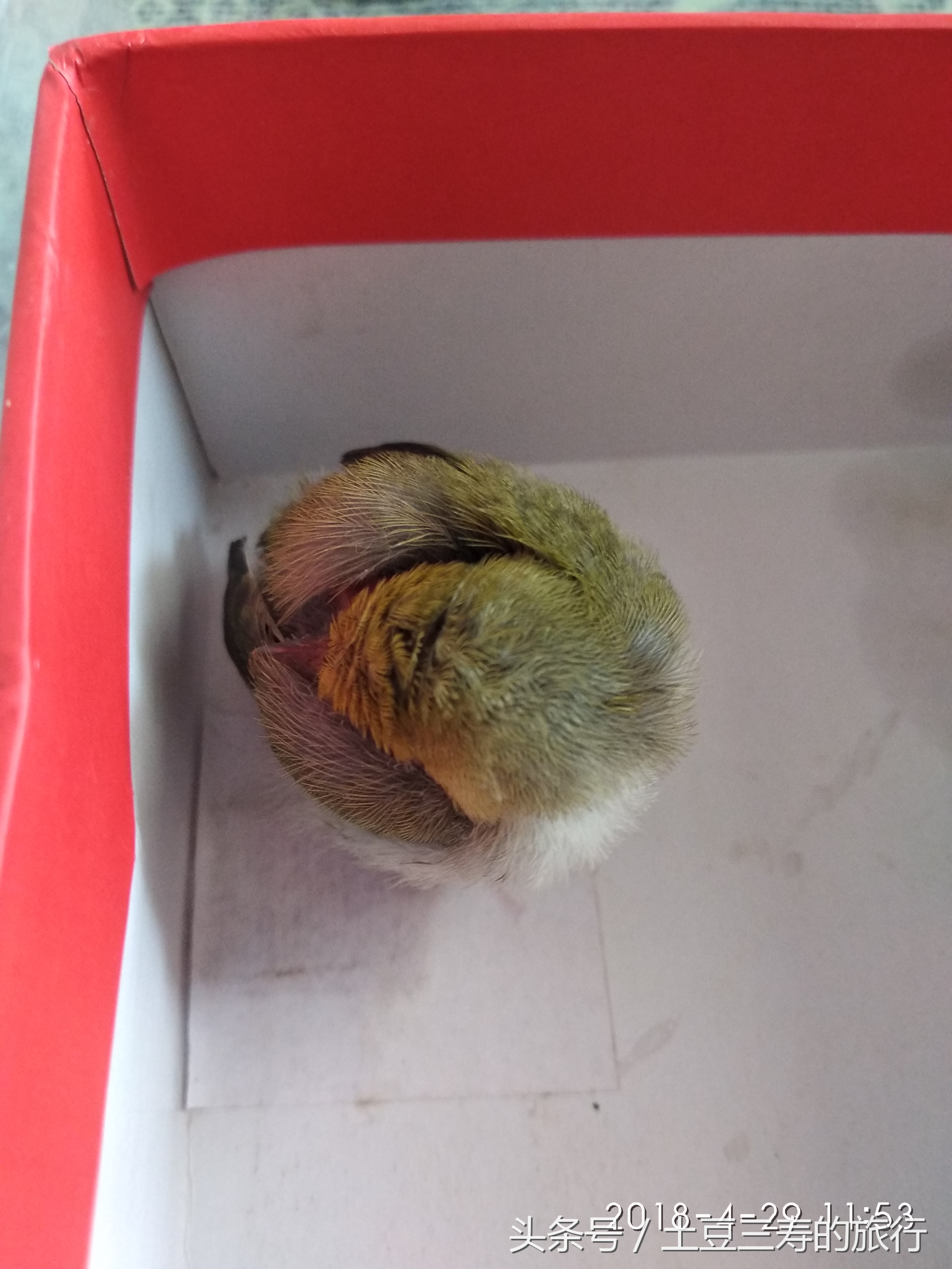 养雏鸟视频教程,怎么养雏鸟最好