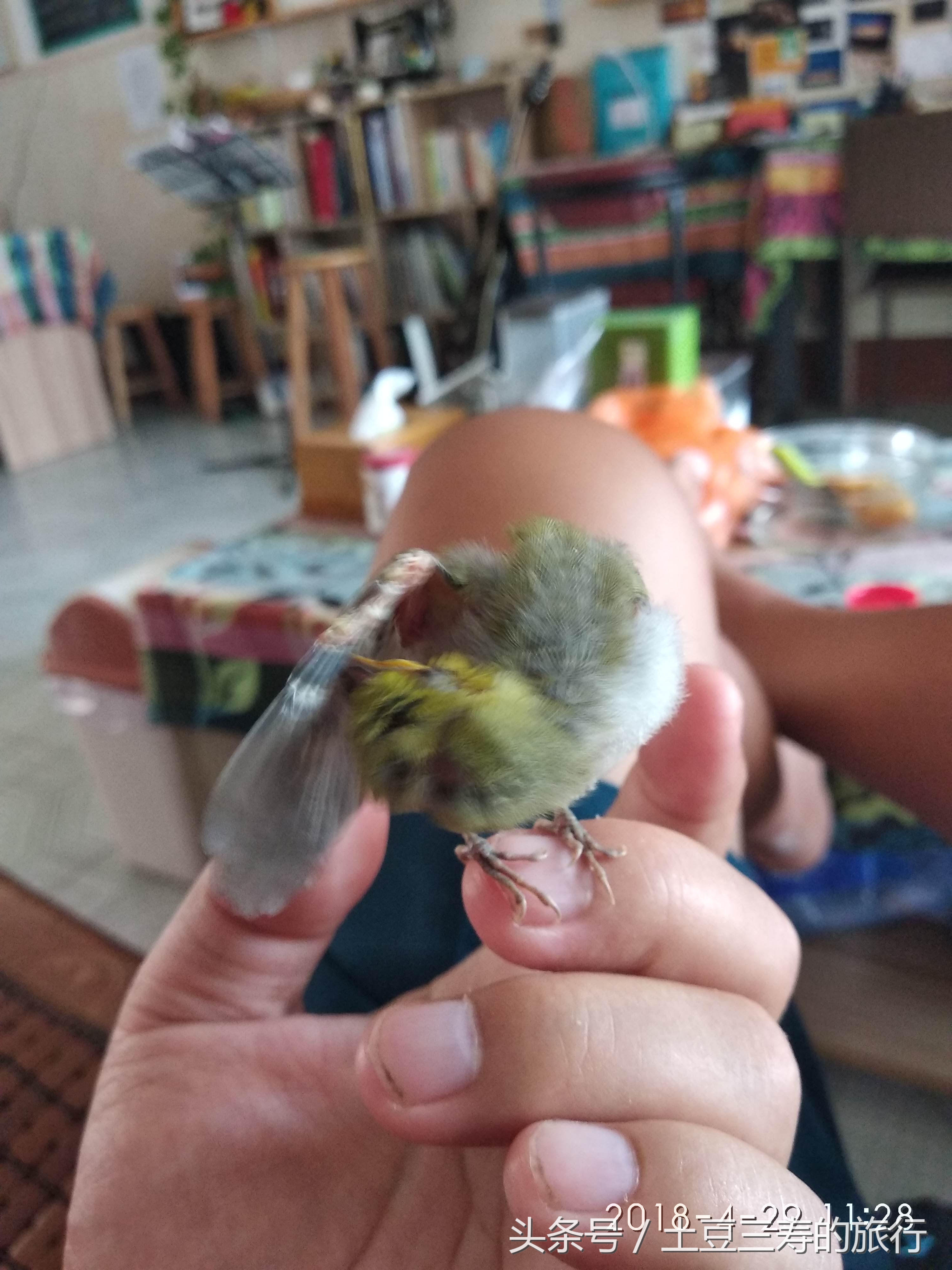 养雏鸟视频教程,怎么养雏鸟最好