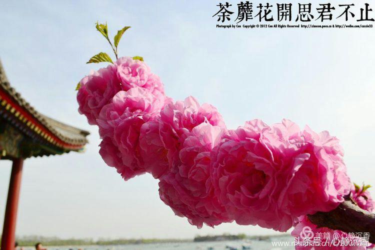 人间四月芳菲尽时过境迁落尘埃,人间四月芳菲尽春花始盛开