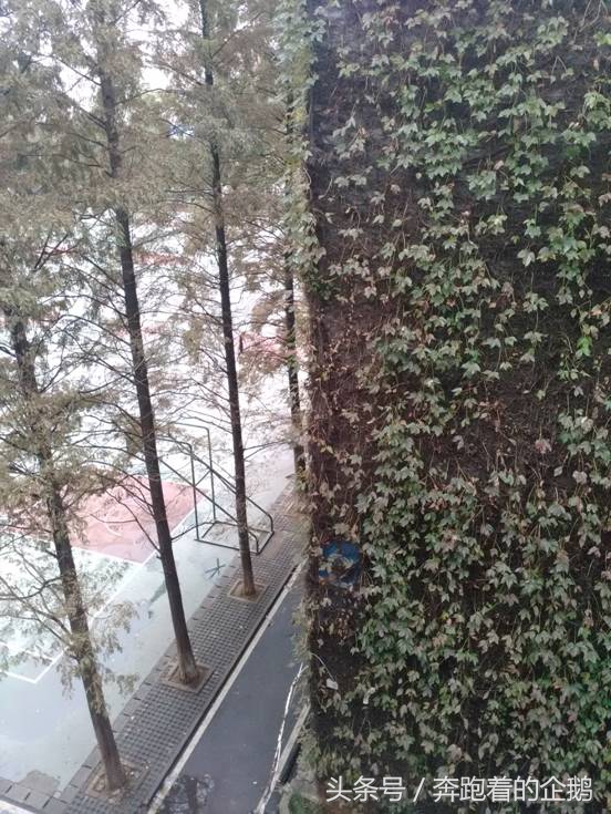 我们曾经脚下的土地——湖铁大院