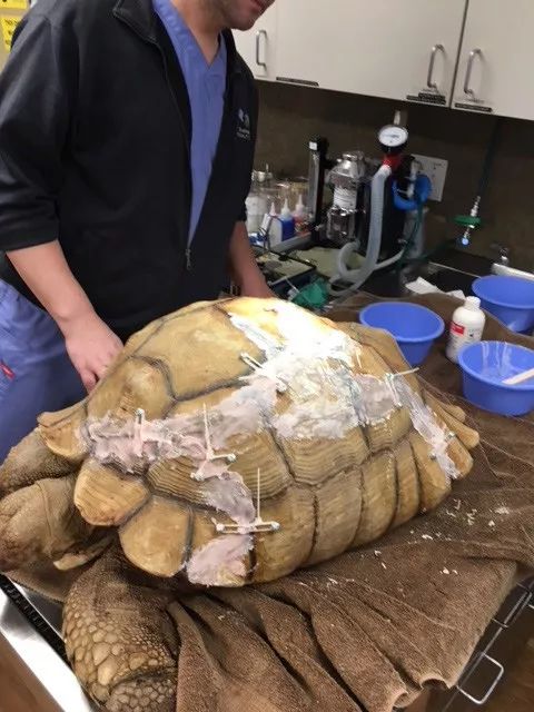 乌龟从5楼摔下龟壳破裂吐血,乌龟摔下楼壳出血裂壳用什么药