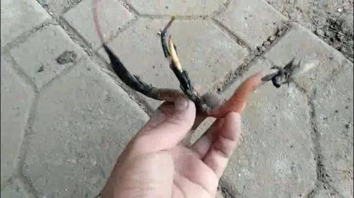 种植碗莲的方法与技巧,碗莲的种植方法和注意事项图片