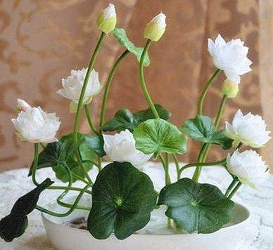 种碗莲教程视频,种碗莲怎么施肥