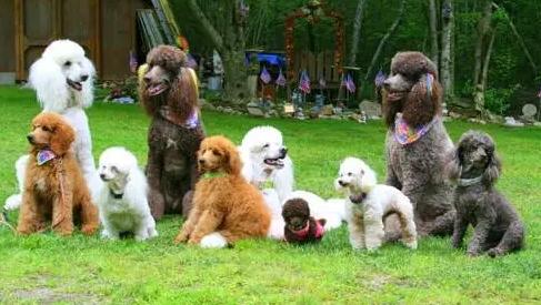 新手养狗必须给狗做检查,新手买狗需要问卖家什么问题