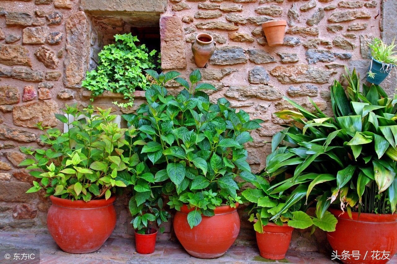 花盆不长草教程,大花盆不透气怎么办