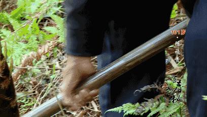 烤金桔止咳做法大全图片,金桔怎么烤着吃治咳嗽