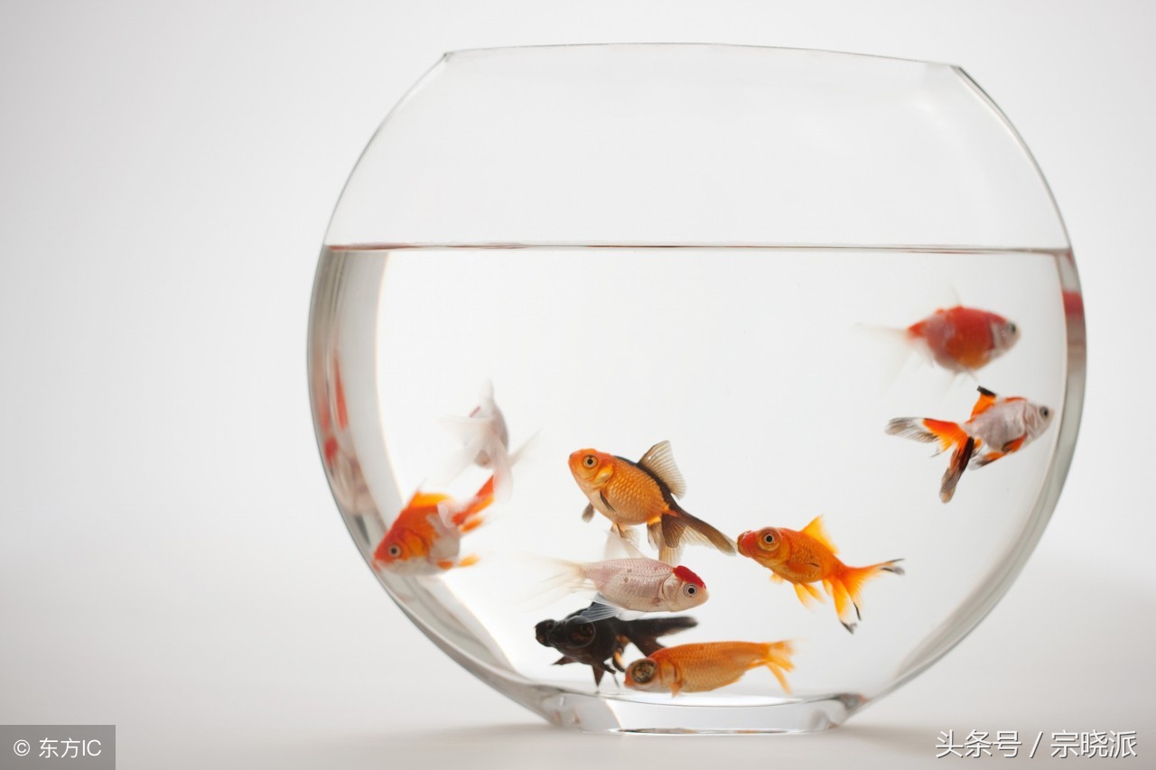 家里养鱼放在鱼缸里好吗,鱼缸养鱼的禁忌风水图解