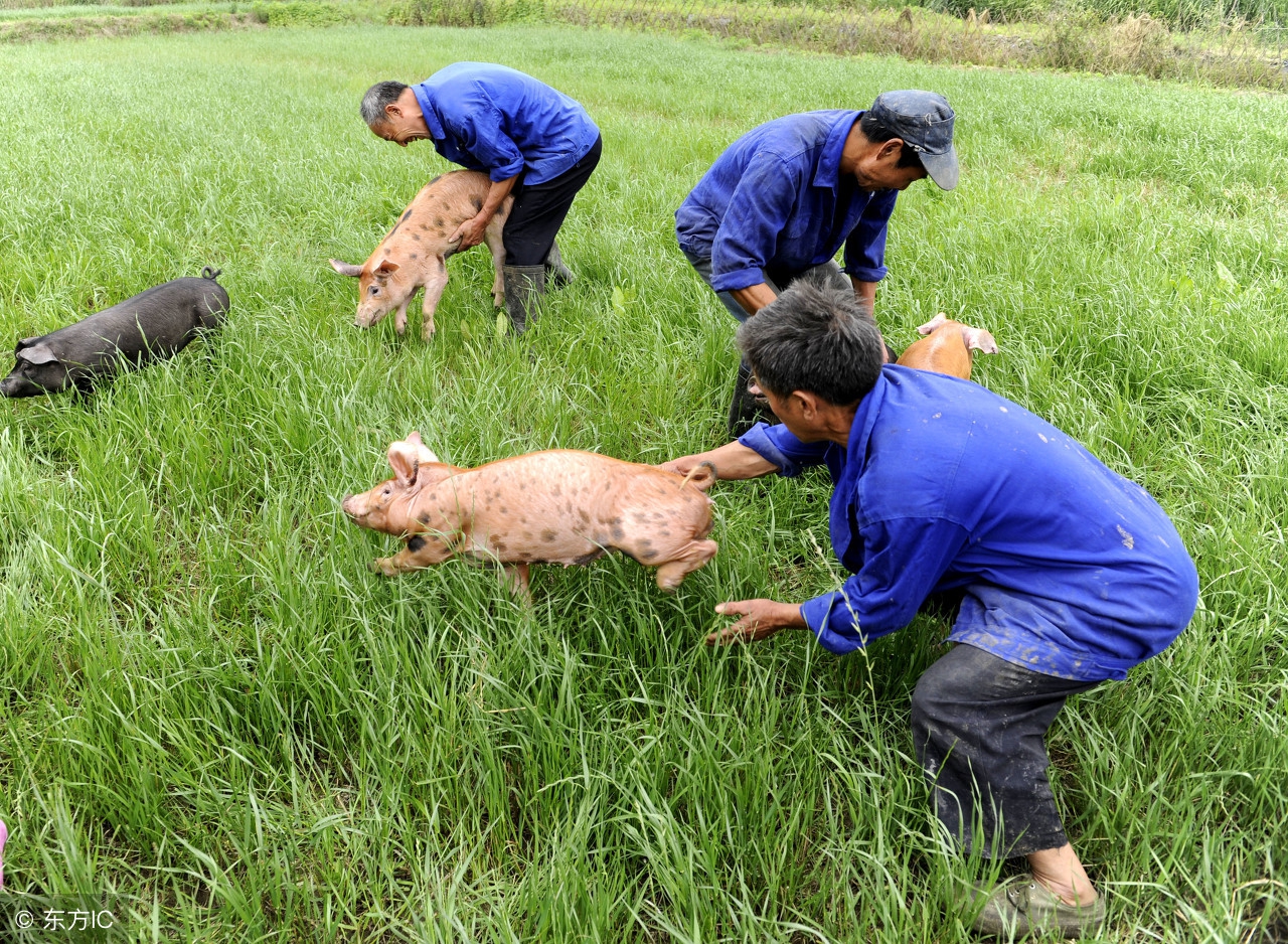 赶猪技巧,猪场赶猪的最佳方法
