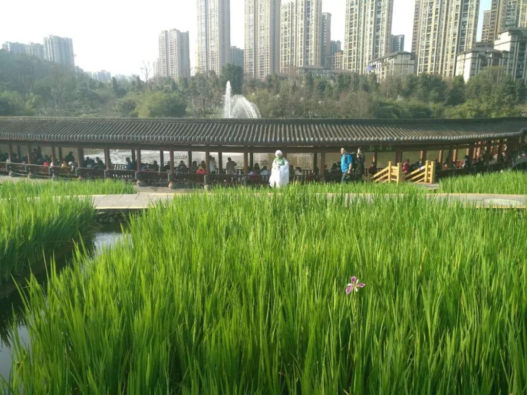 重庆旅游避开网红景点,重庆网红景点轻轨攻略