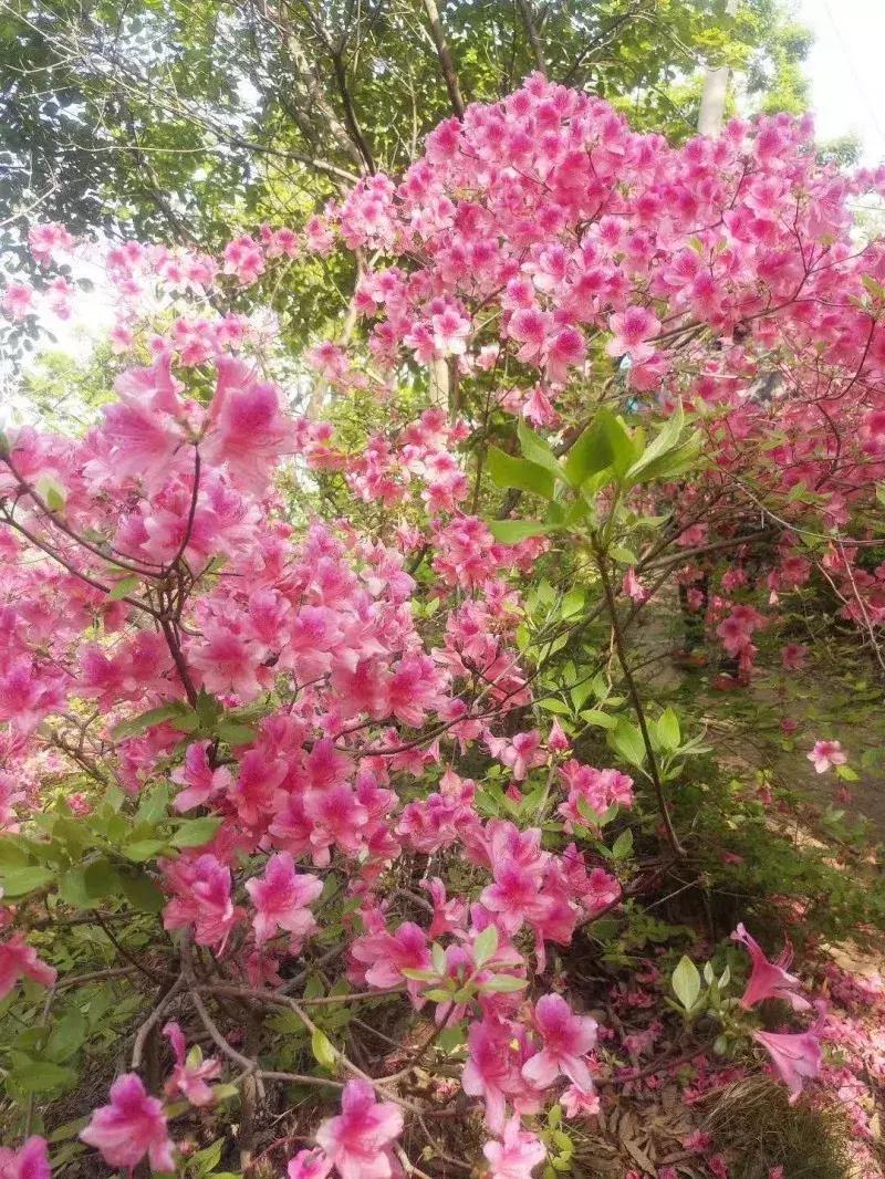 河南各市五一旅游收入排名 (近五年河南省五一旅游人次统计)