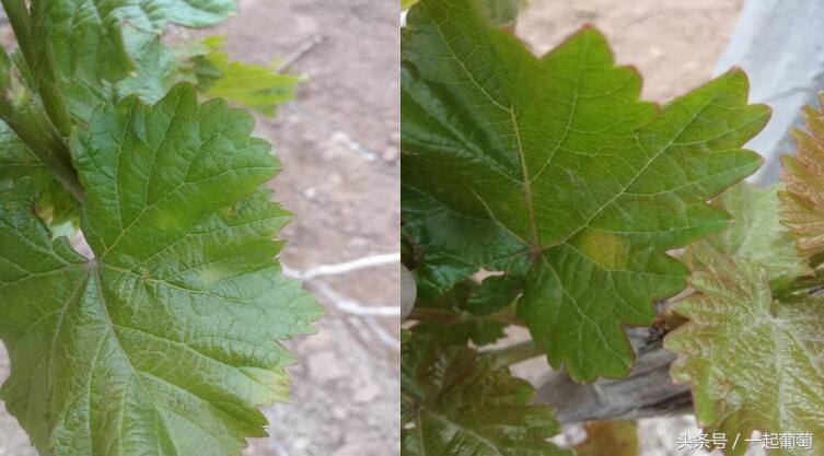 葡萄霜霉病的发生和防治,葡萄霜霉病严重发生怎么治疗