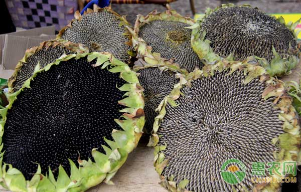 今年葵花收购价是怎样的行情,近期葵花市场行情走势