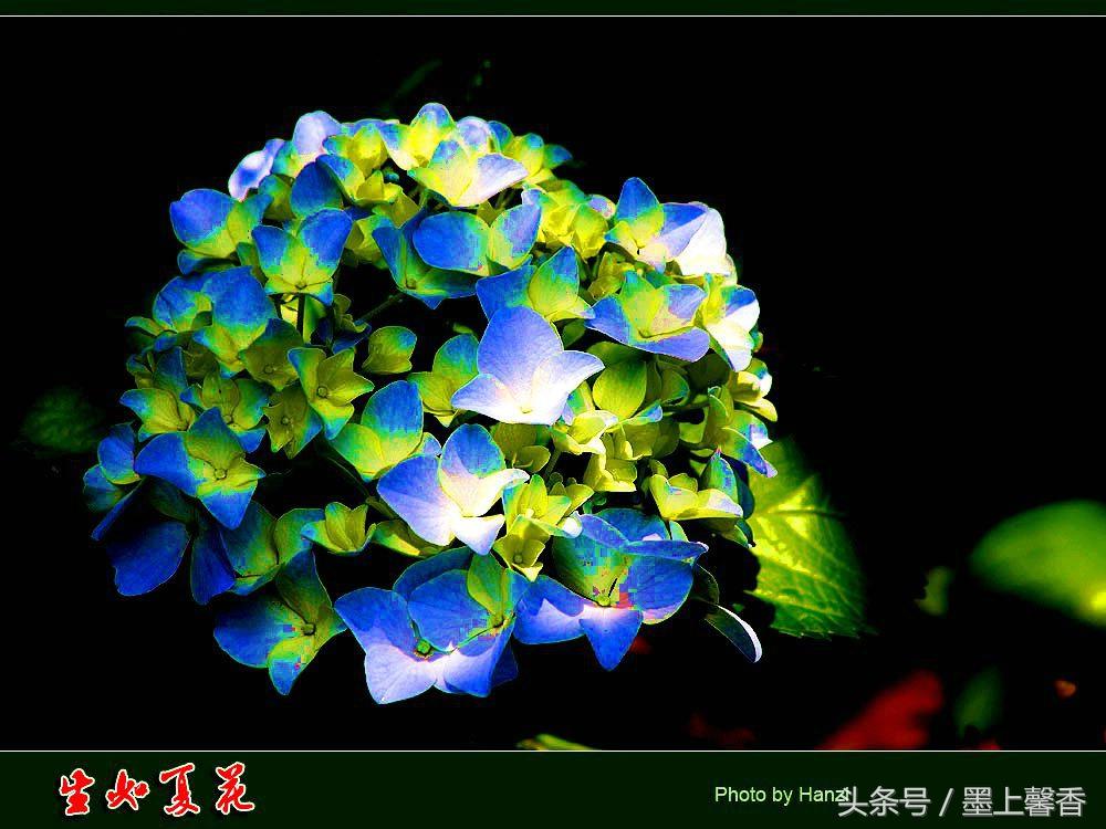 100种常见花语和图片大全,这些花语太美了建议收藏